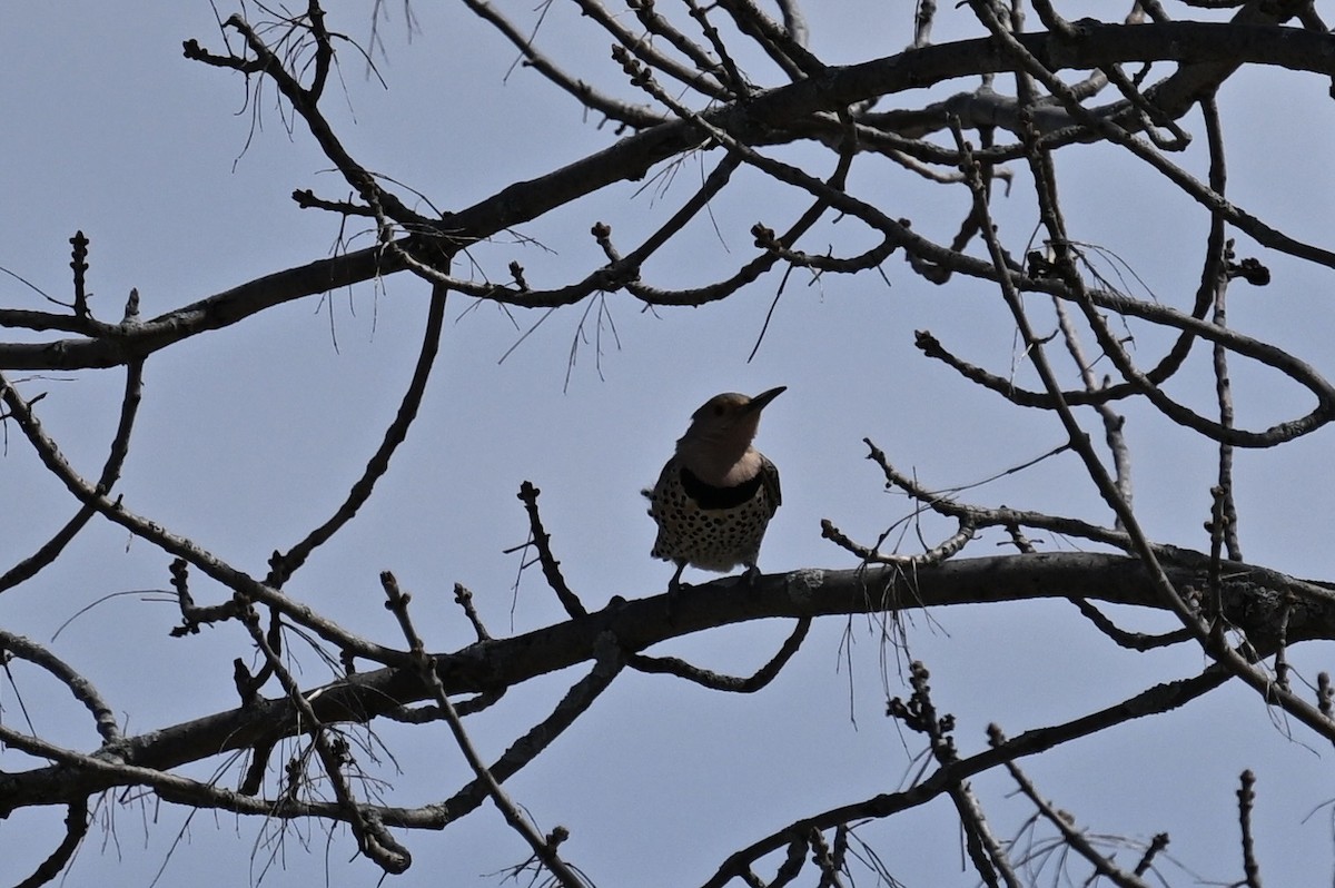 Northern Flicker - ML617852807