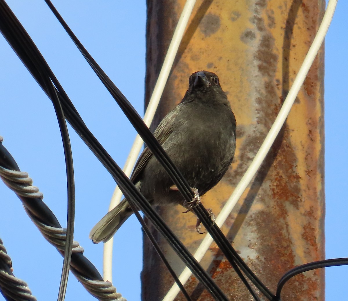 Black-faced Grassquit - Manuel Pérez R.