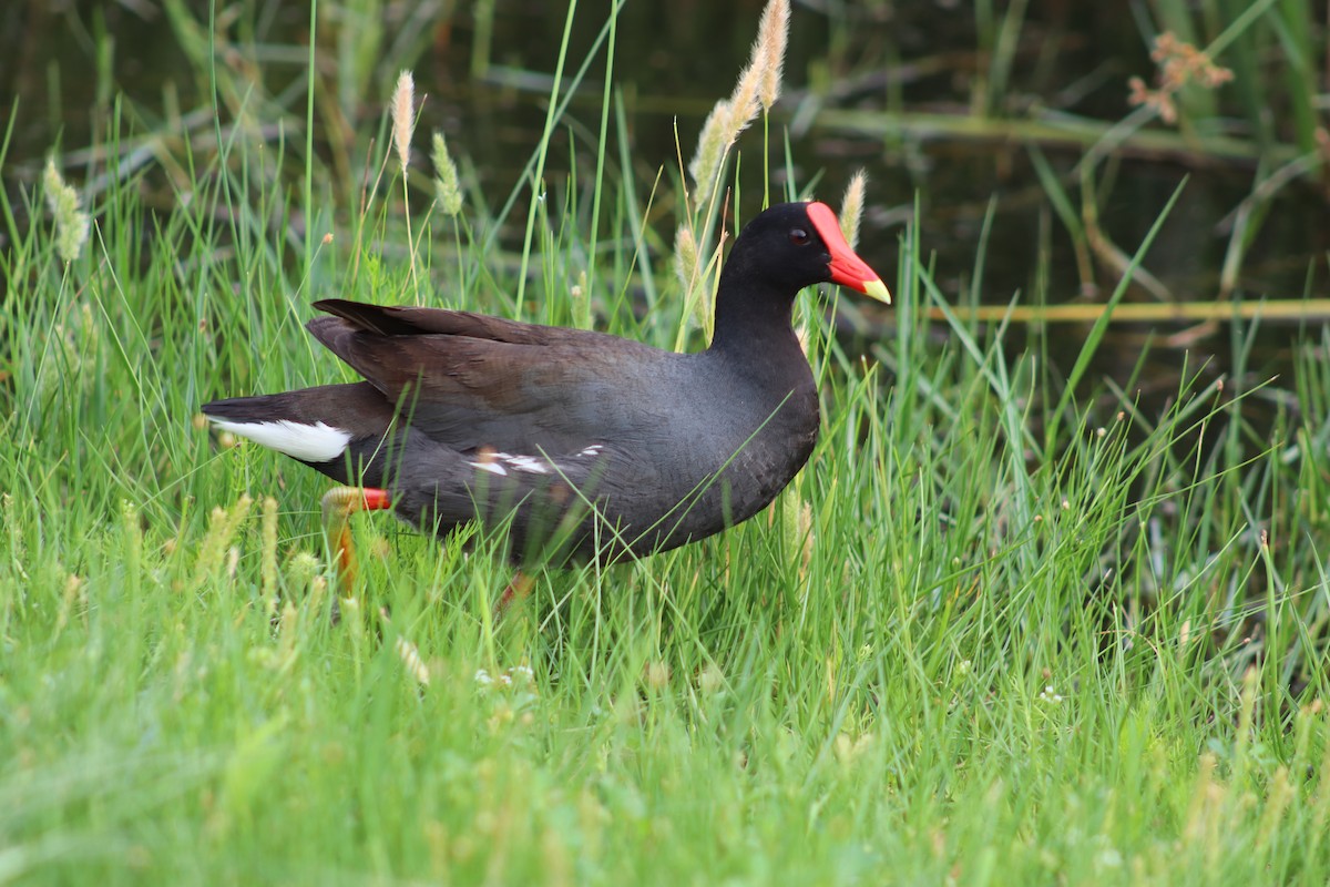 Gallinule d'Amérique - ML617852874