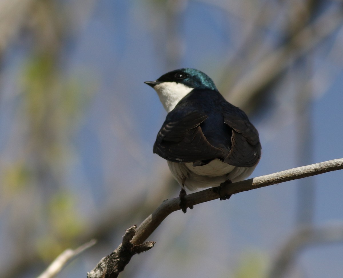 Tree Swallow - ML617852900