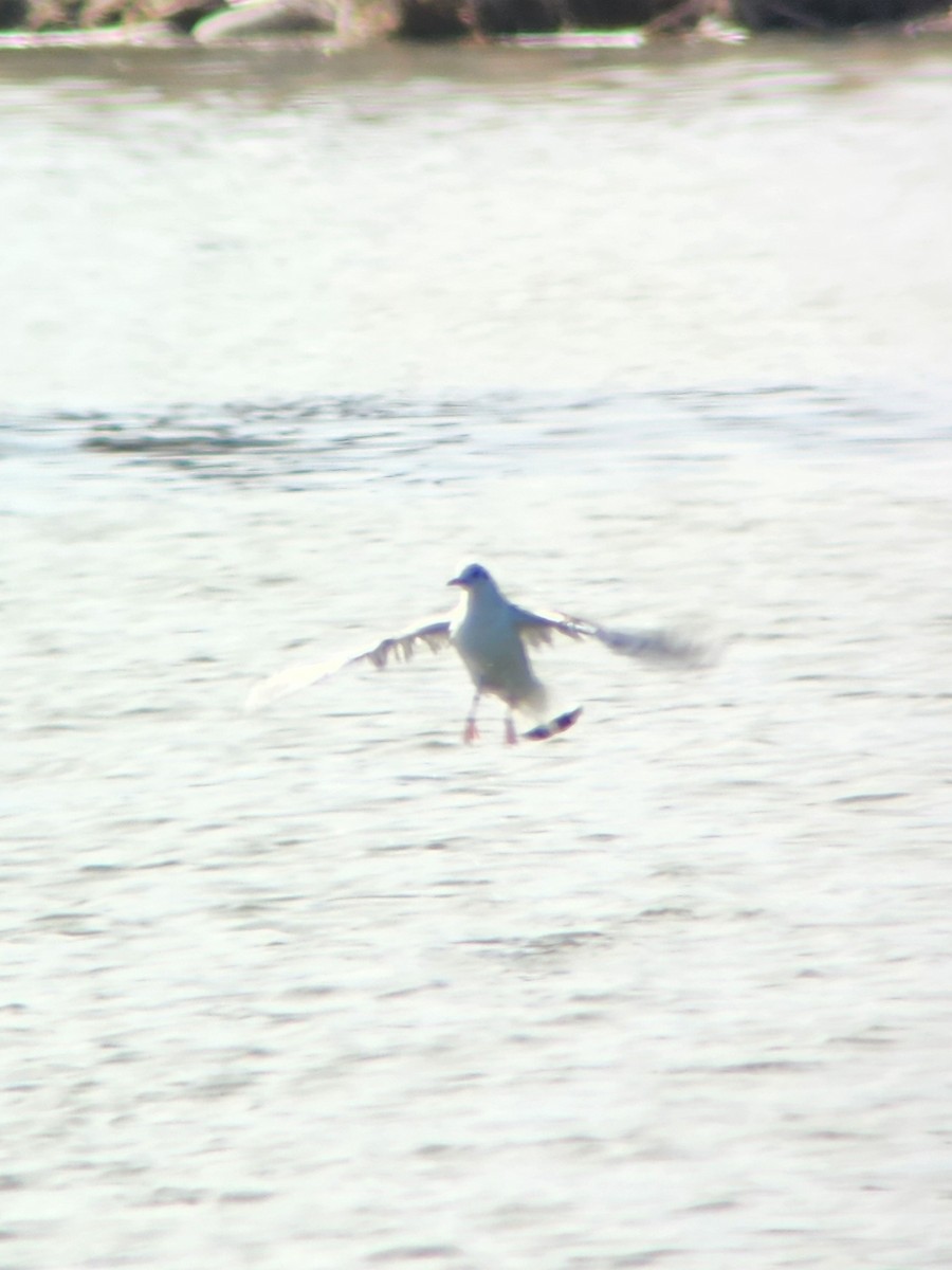 Bonaparte's Gull - ML617852947