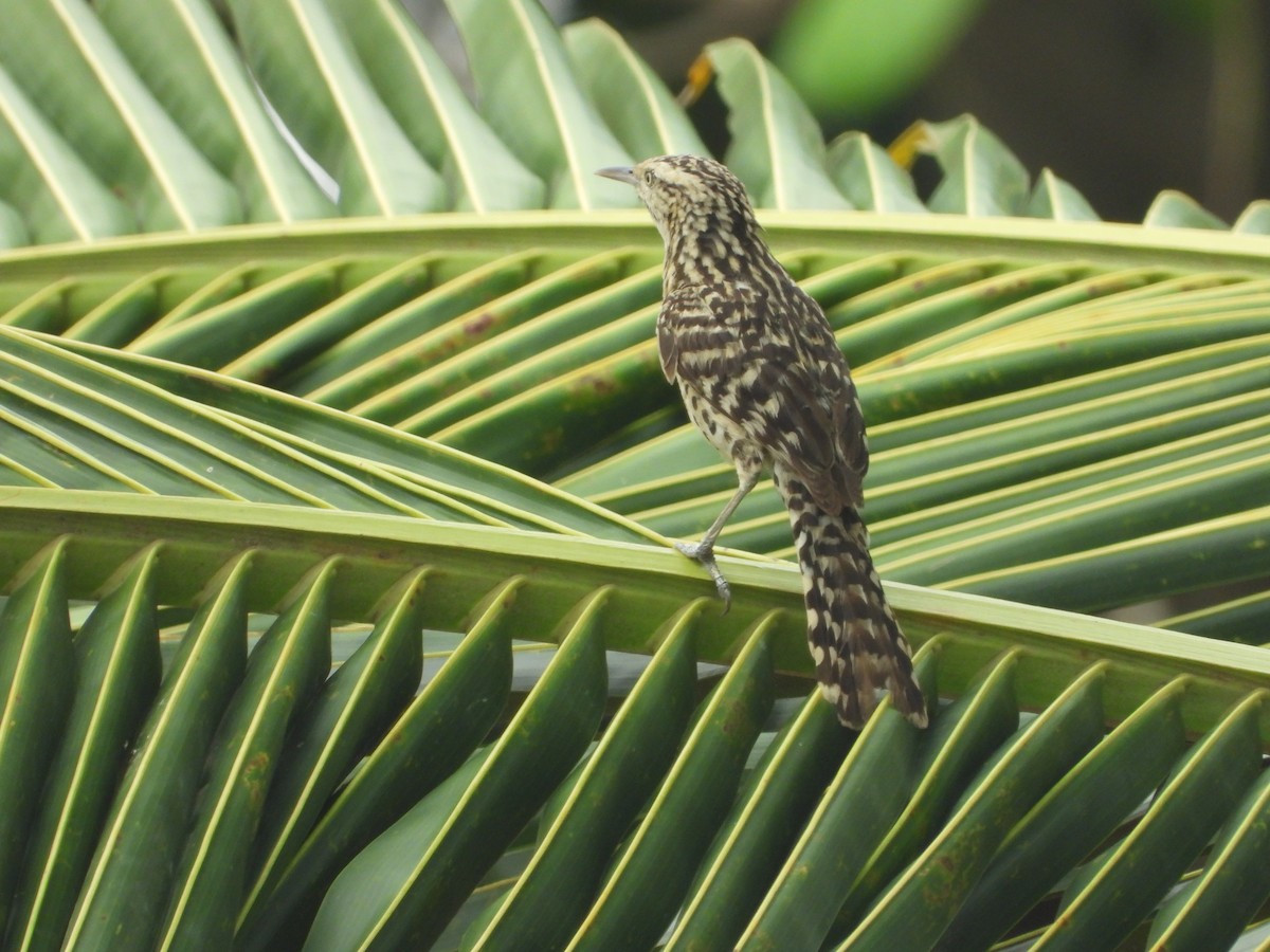 Stripe-backed Wren - Jose Fernando Sanchez O.