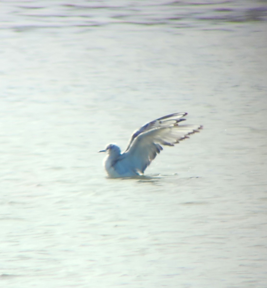 Bonaparte's Gull - ML617852978