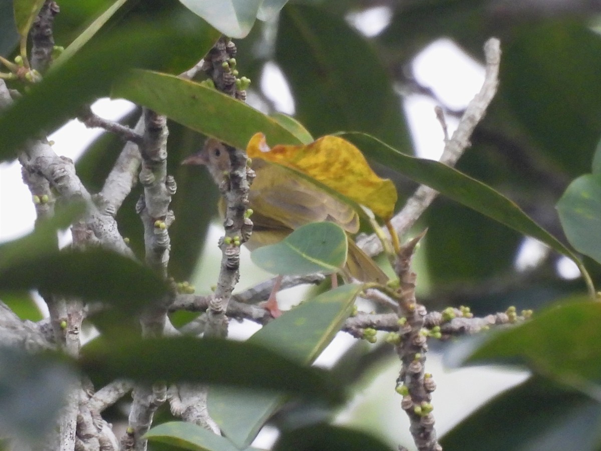 Masked Yellowthroat - Jhon Carlos Andres Rivera Higuera