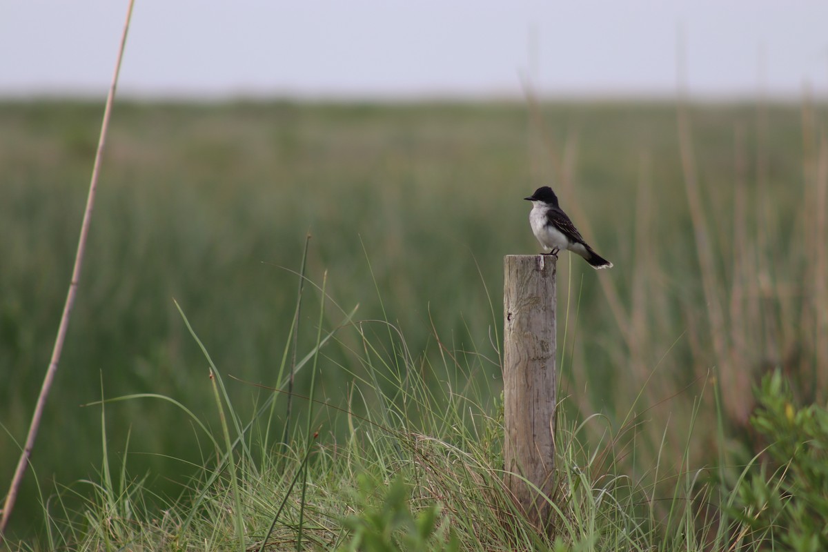 Schieferrücken-Königstyrann - ML617853010