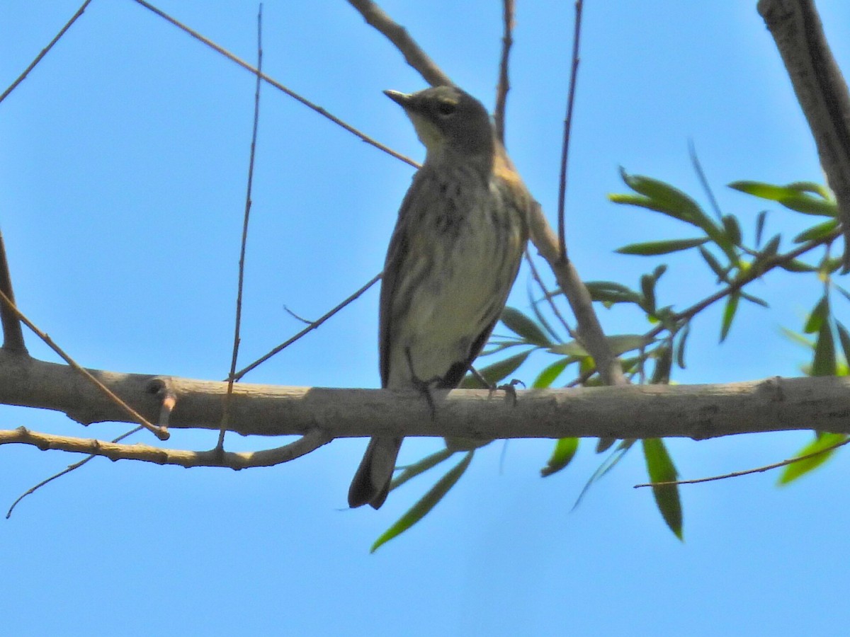 Yellow-rumped Warbler - ML617853011