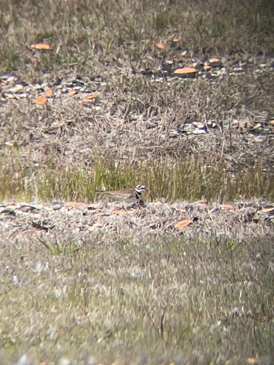 Killdeer - ML617853051