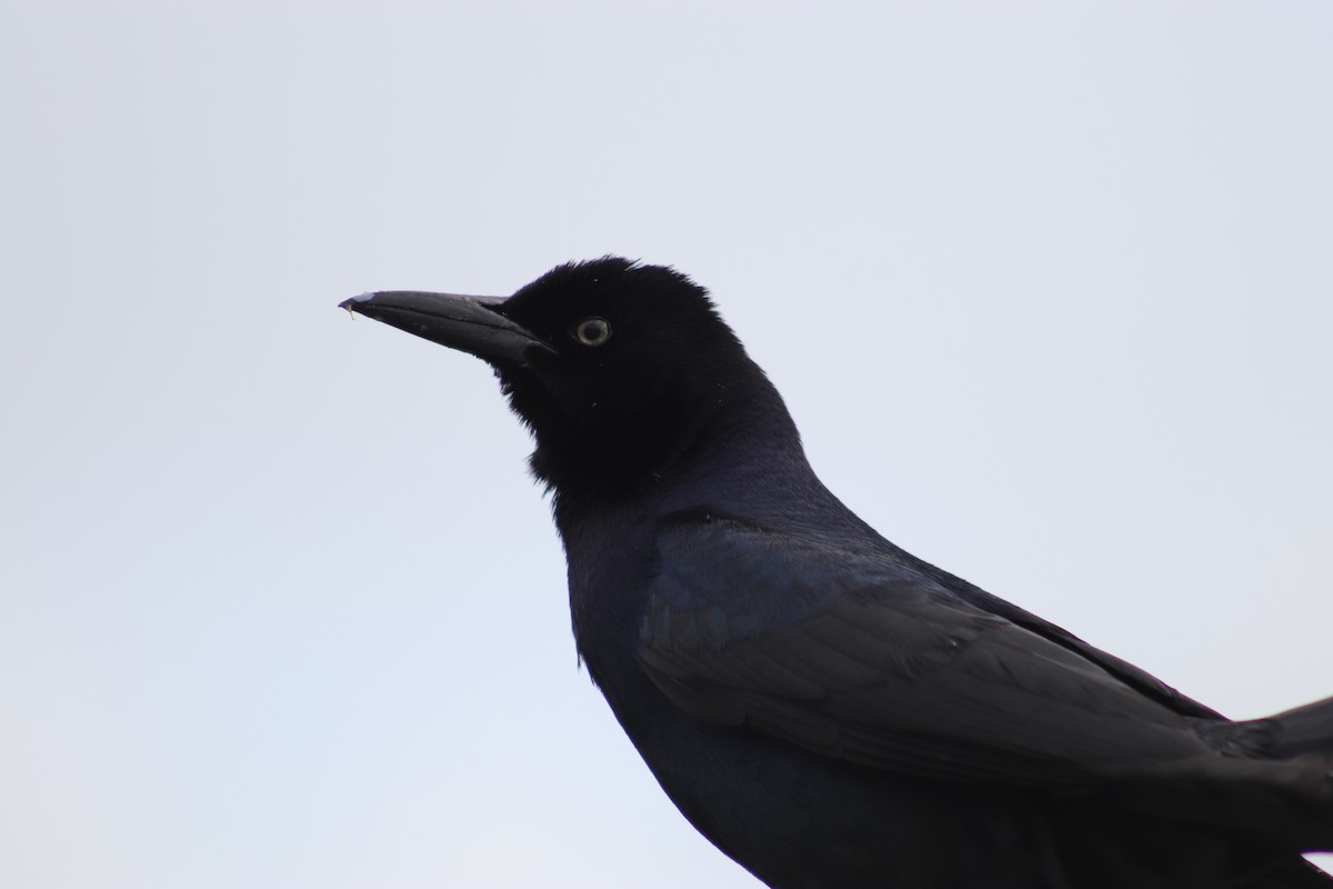 Boat-tailed Grackle - ML617853059