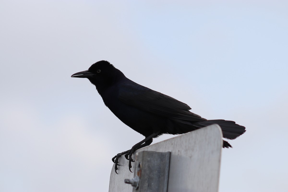 Boat-tailed Grackle - ML617853060