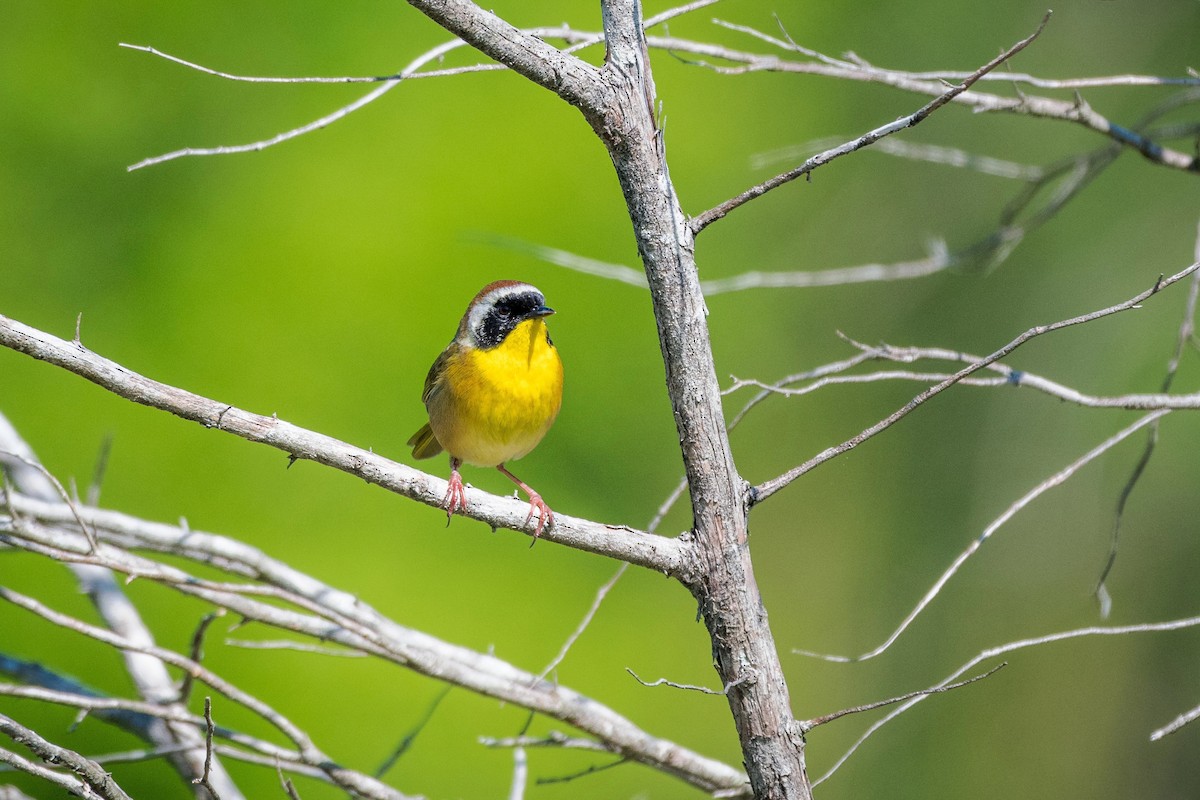 Common Yellowthroat - Richard Pockat