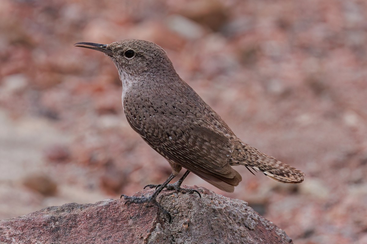 Rock Wren - ML617853116