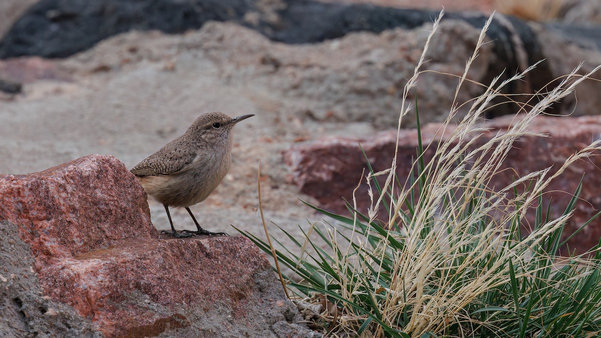 Rock Wren - Laval Roy