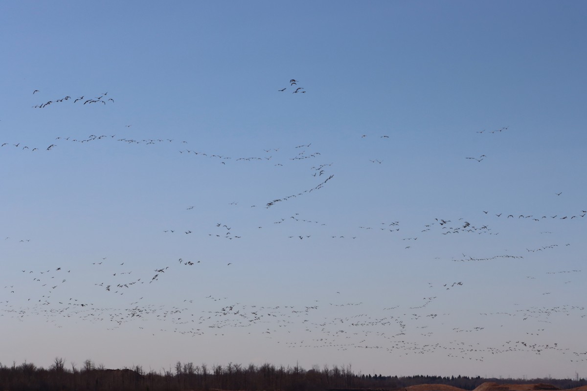 Cackling/Canada Goose - ML617853149