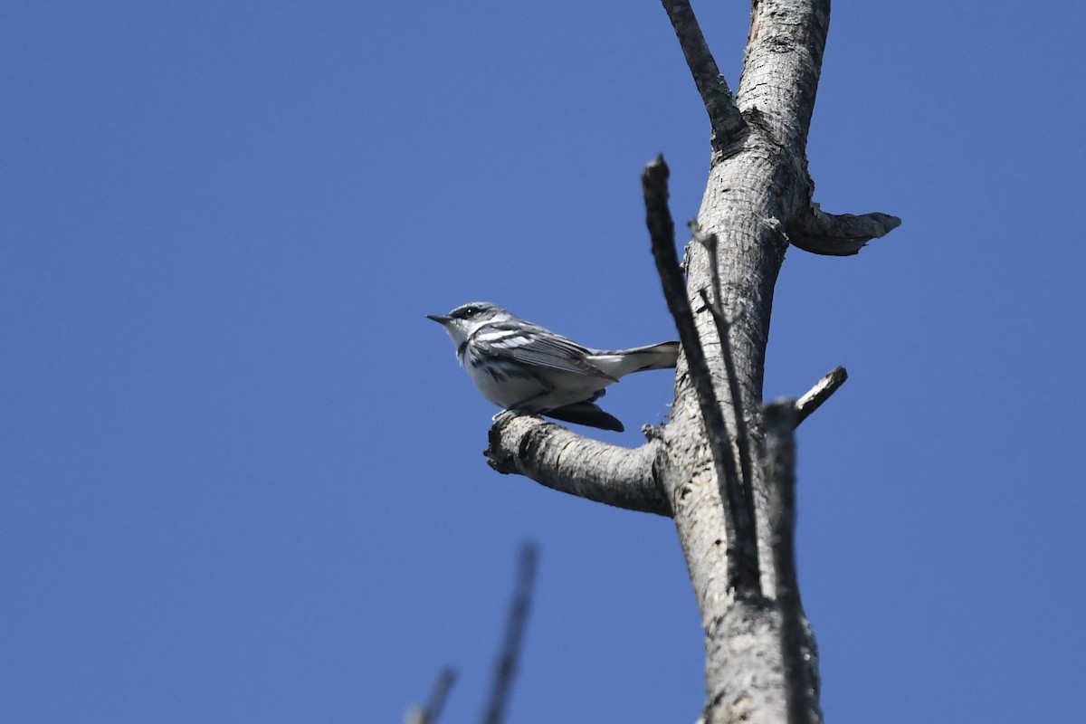 Cerulean Warbler - Mark Kosiewski