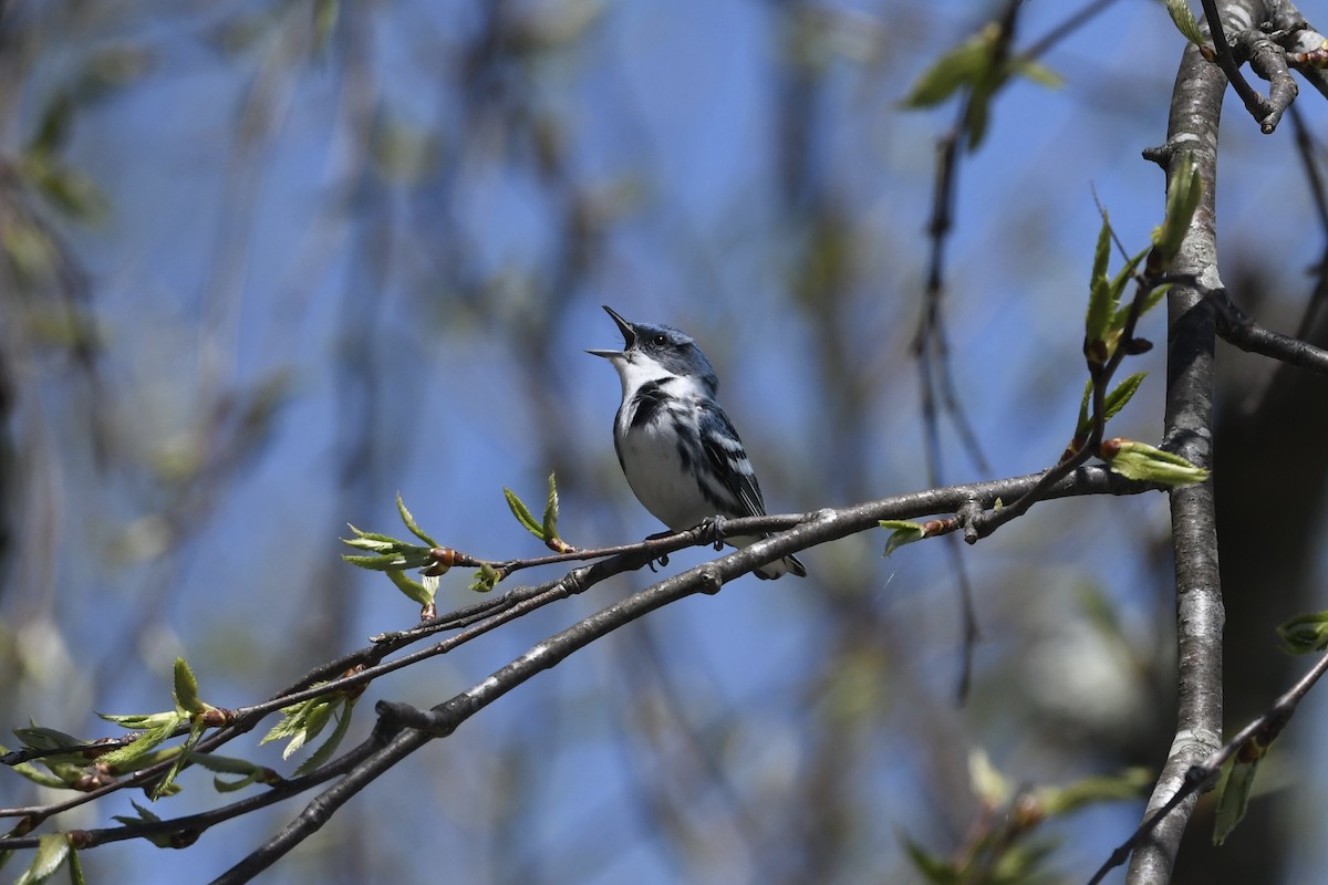 Cerulean Warbler - ML617853193