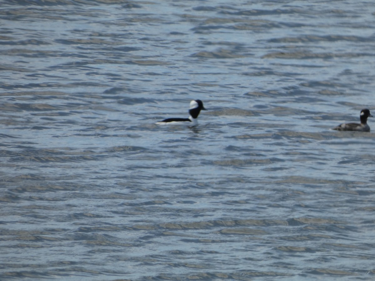 Bufflehead - ML617853240