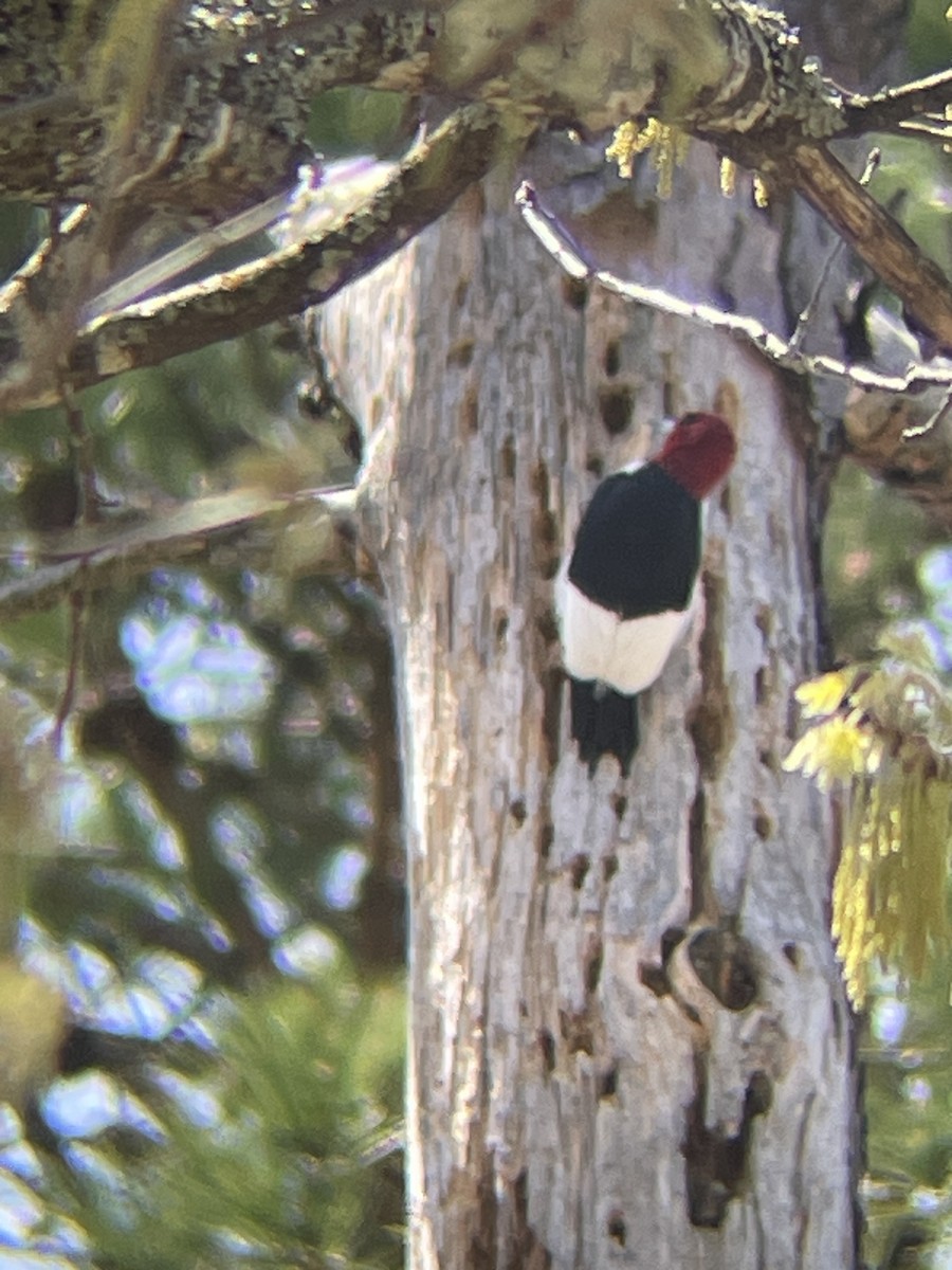 Red-headed Woodpecker - ML617853248