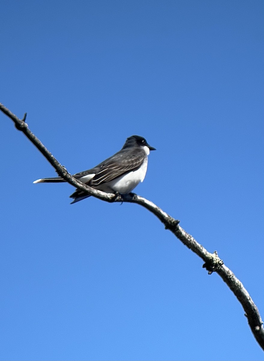 Eastern Kingbird - Rick Heil