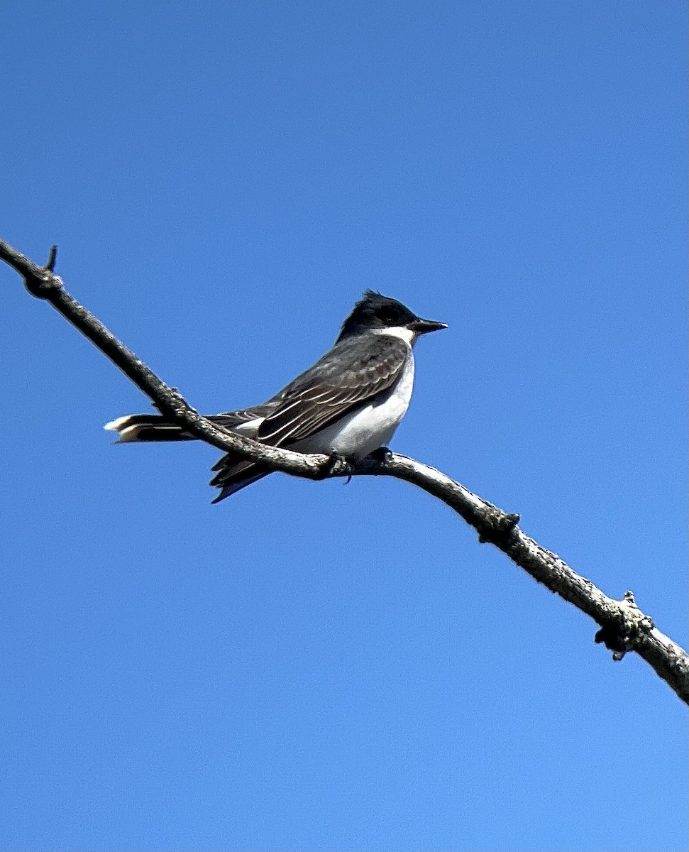 Eastern Kingbird - ML617853284