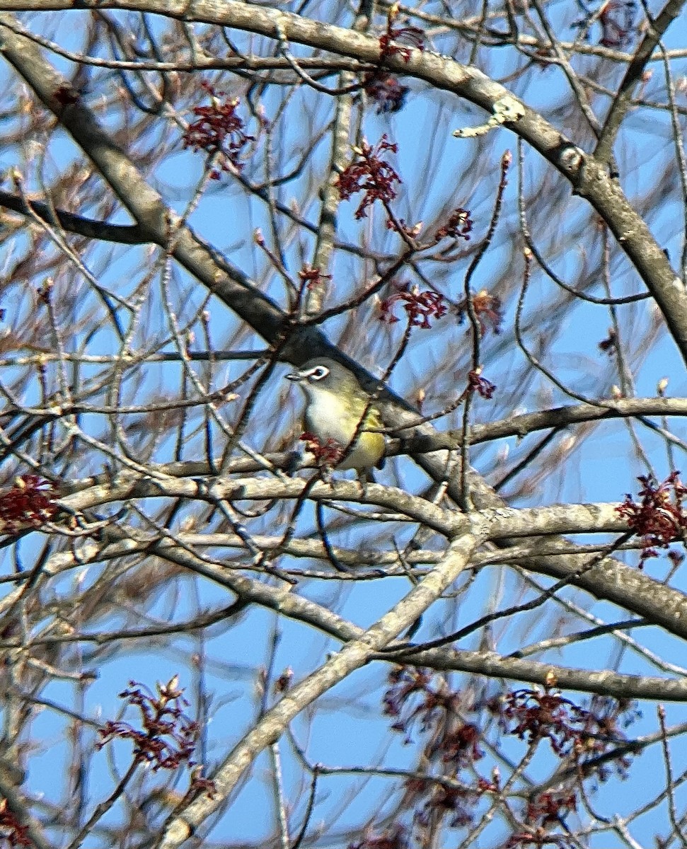 Blue-headed Vireo - ML617853290