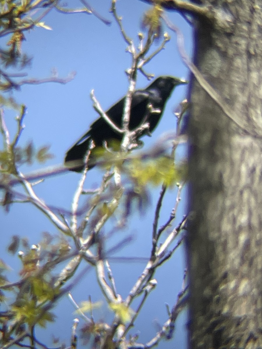 Fish Crow - ML617853305