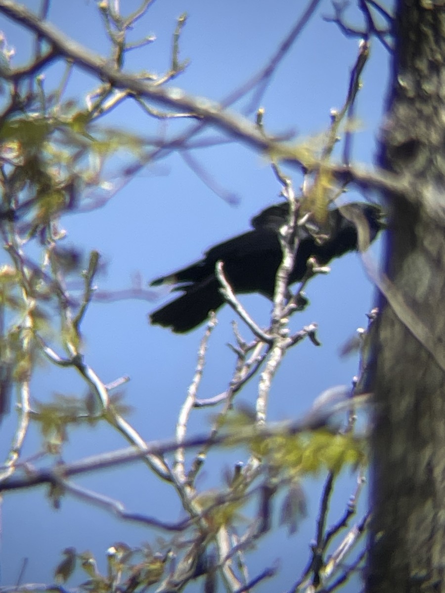 Fish Crow - ML617853306