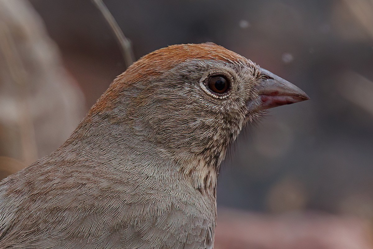 Canyon Towhee - Laval Roy