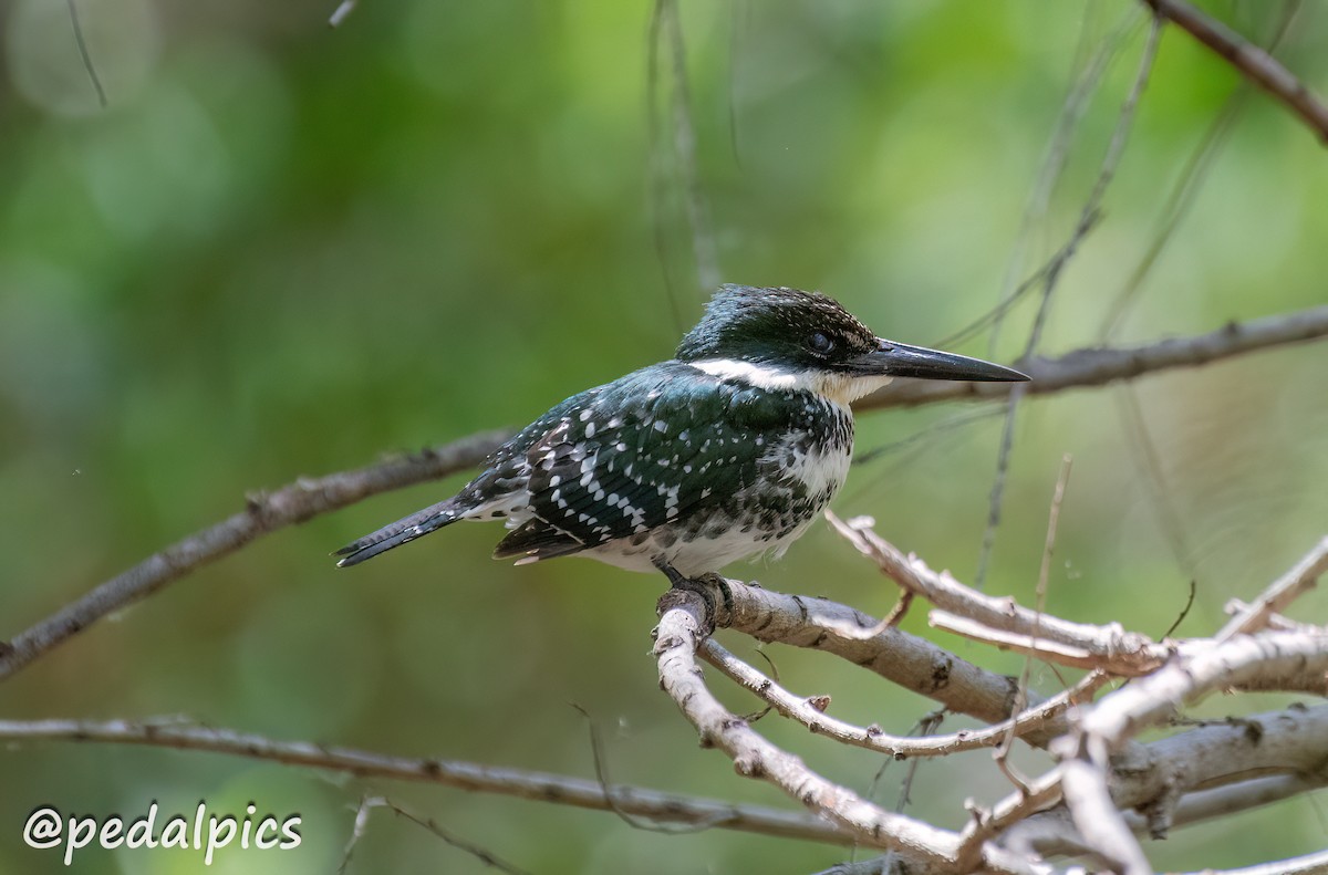 Green Kingfisher - ML617853332