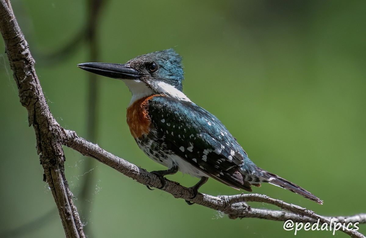 Green Kingfisher - ML617853333