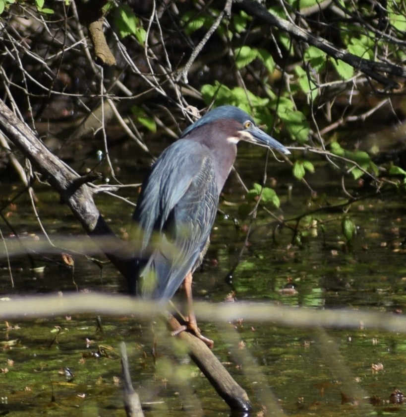 Green Heron - ML617853399