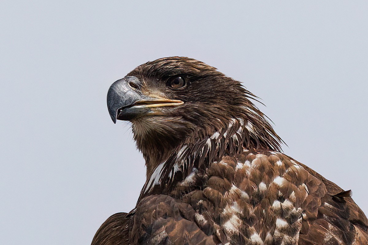 Bald Eagle - ML617853403