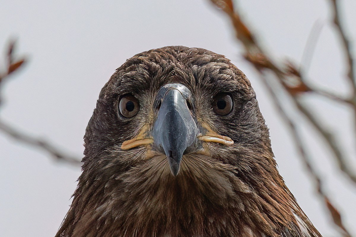 Weißkopf-Seeadler - ML617853404