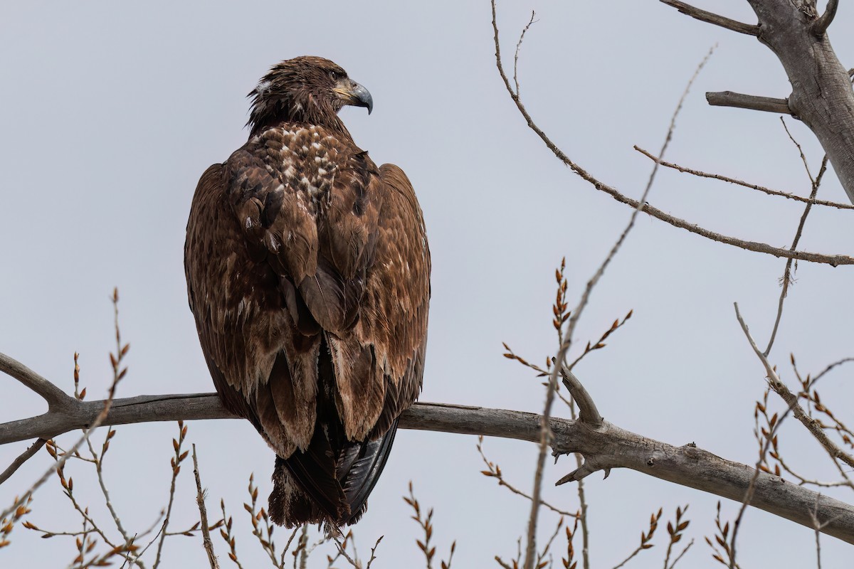 Bald Eagle - ML617853405