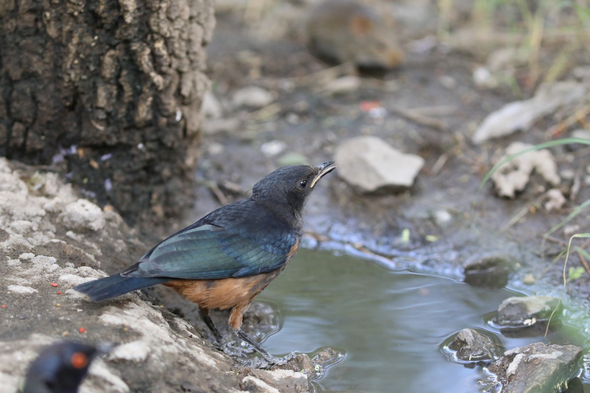 Hildebrandt's Starling - ML617853418