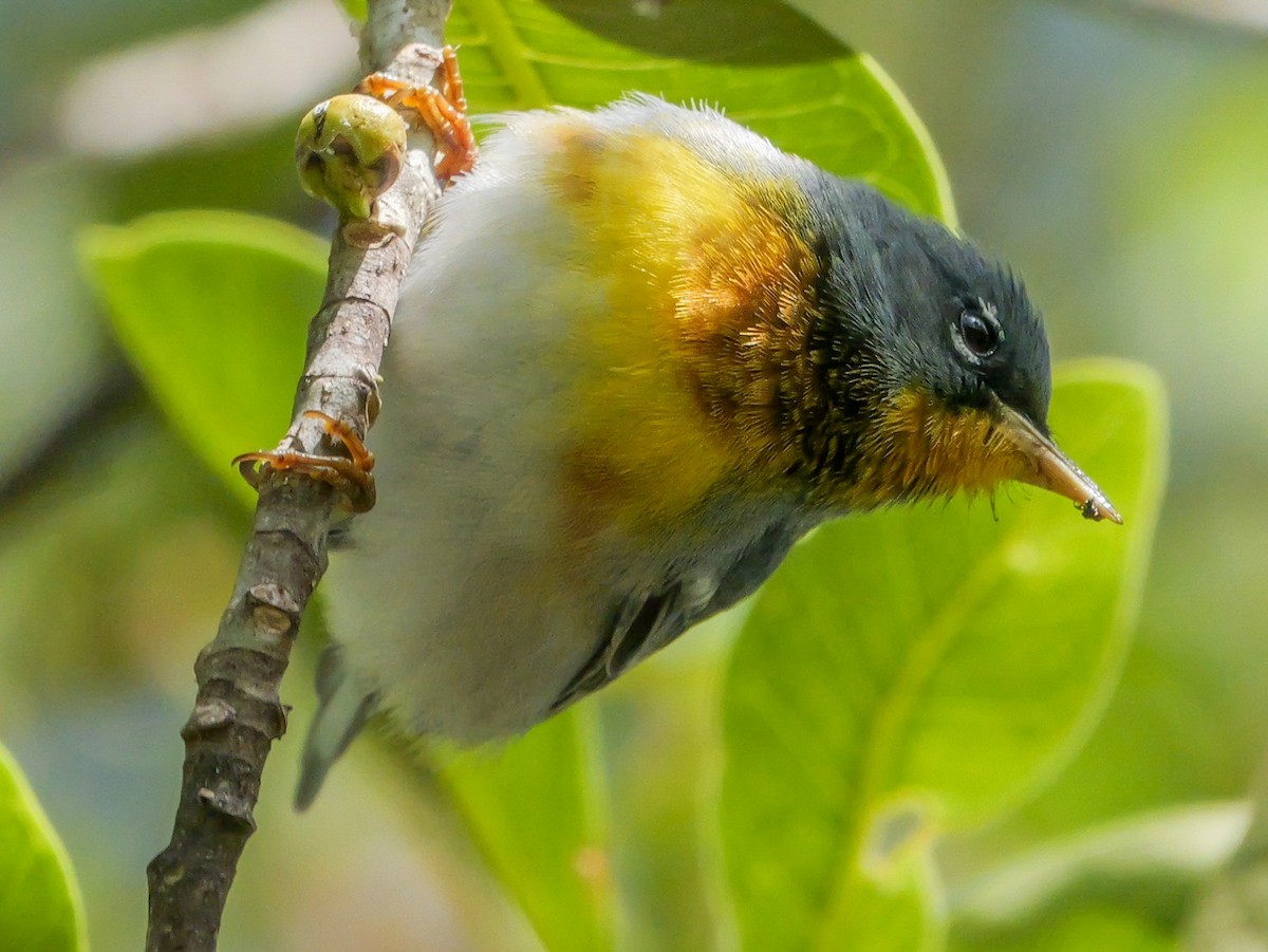 Northern Parula - Roger Horn