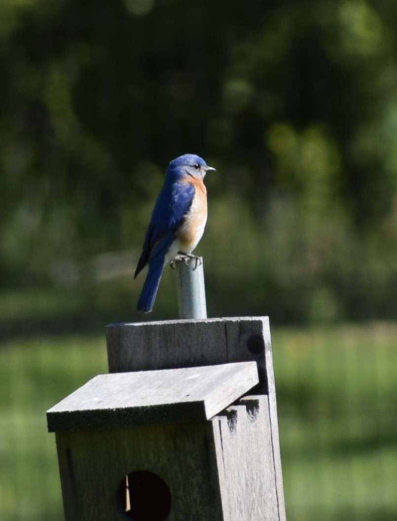 Eastern Bluebird - ML617853441