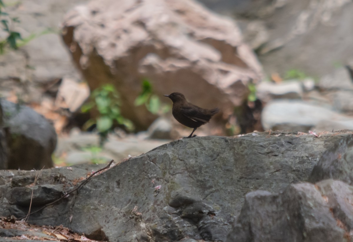 Brown Dipper - ML617853480