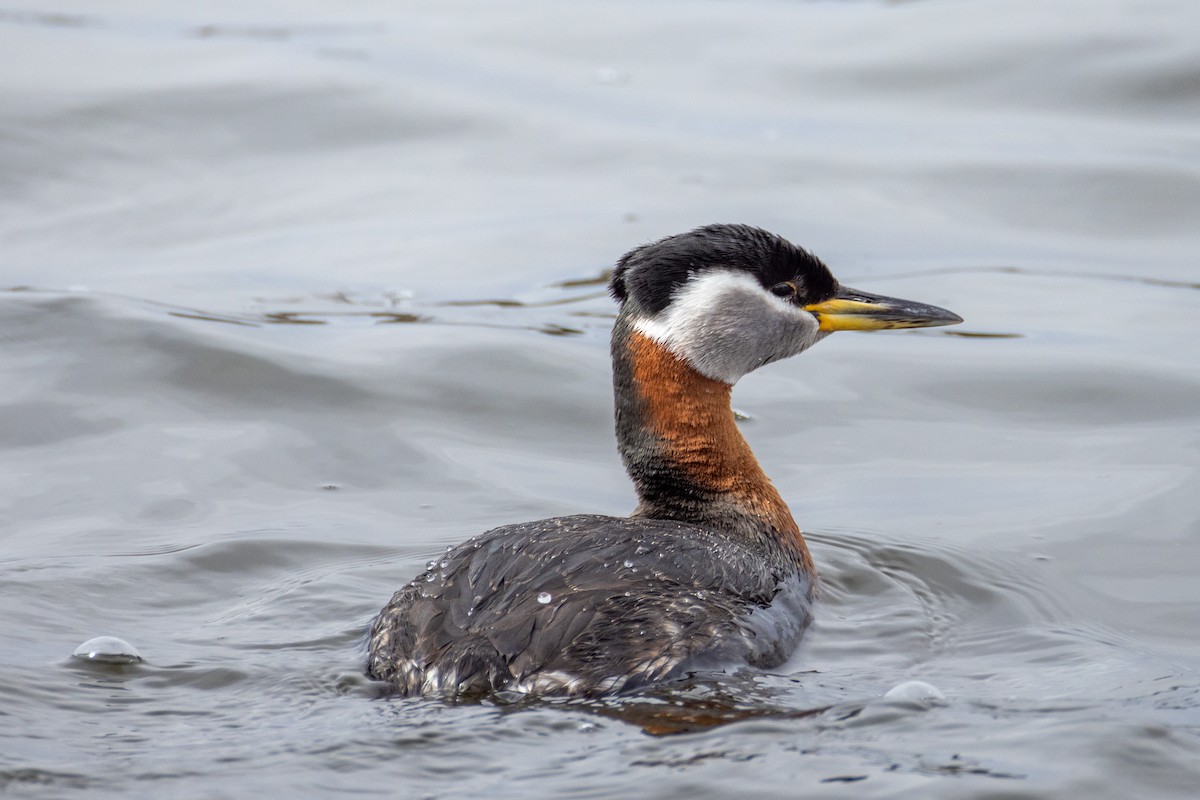 Red-necked Grebe - Rick Hughes