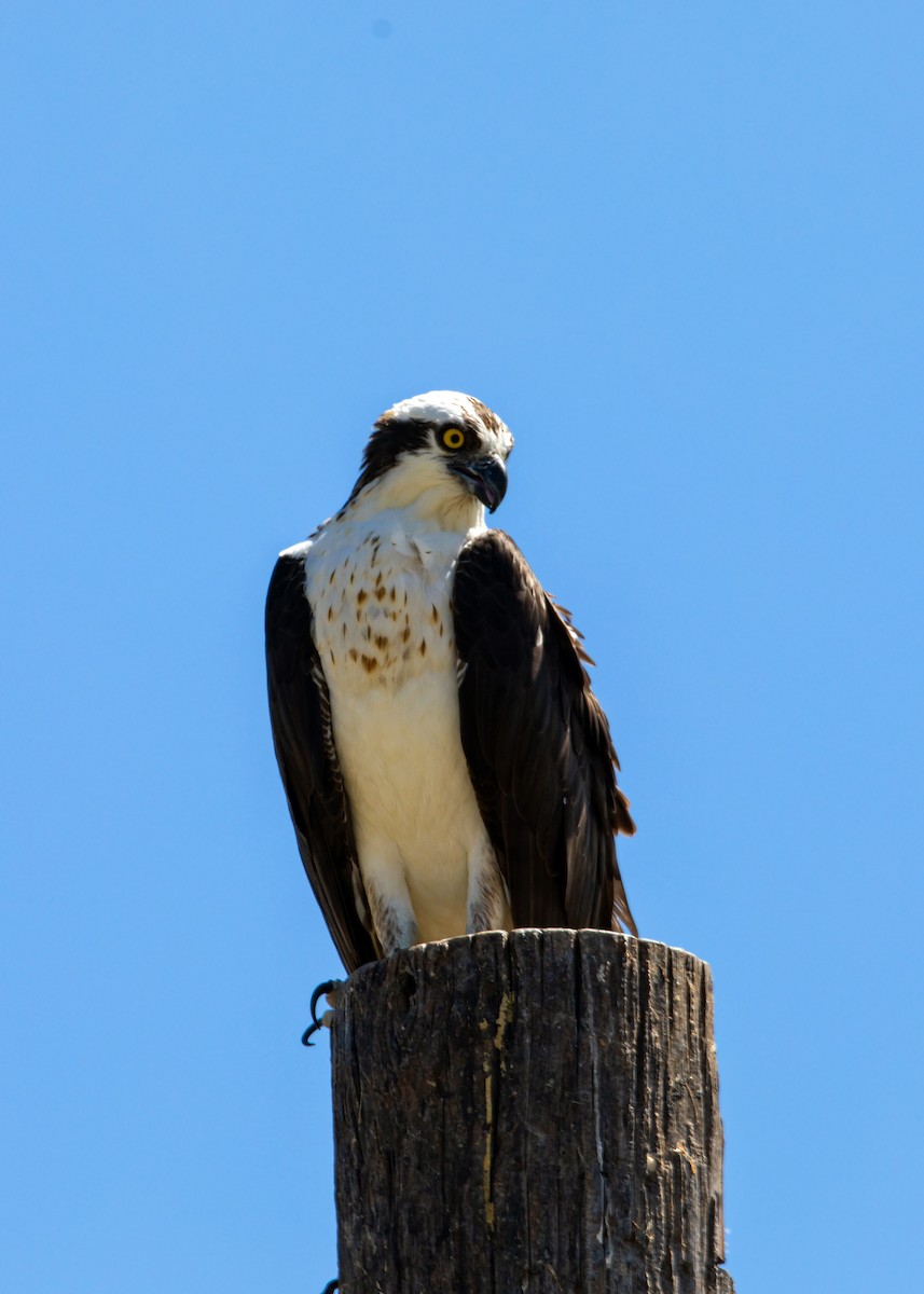 Osprey - William Clark