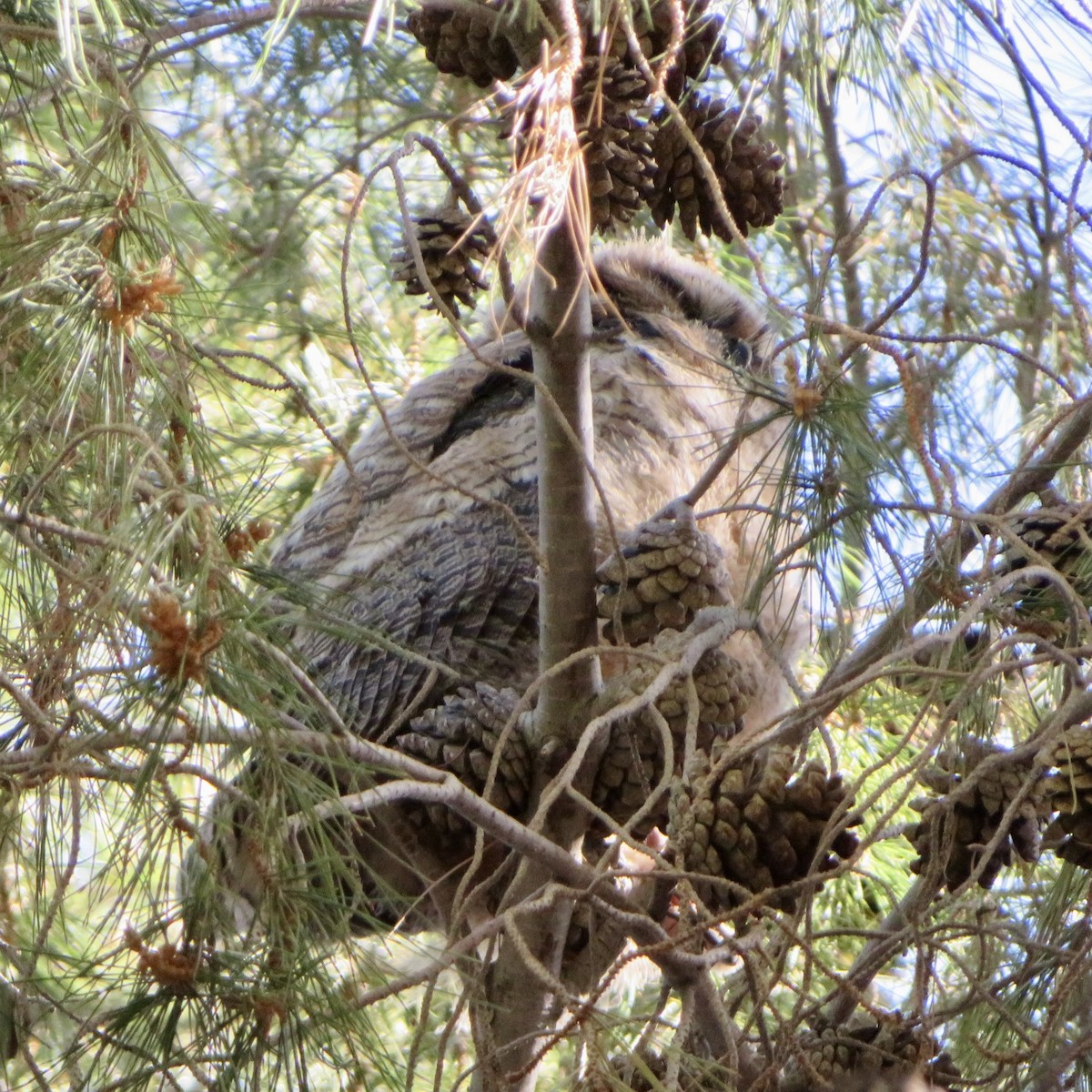 Great Horned Owl - ML617853570