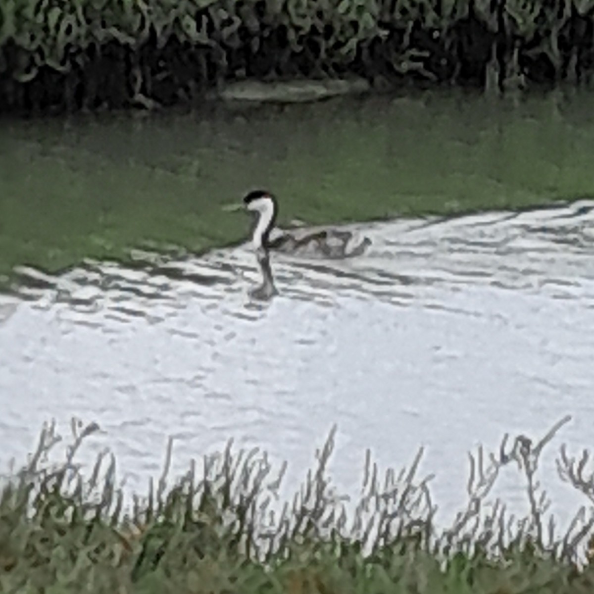 Western Grebe - John Rodgers