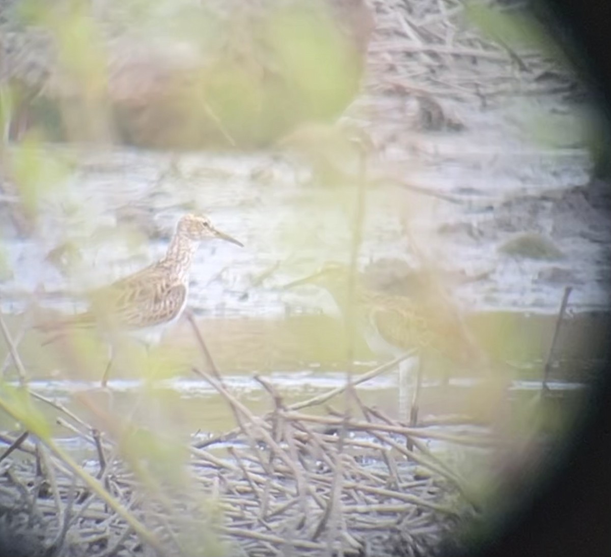 Pectoral Sandpiper - Greg J