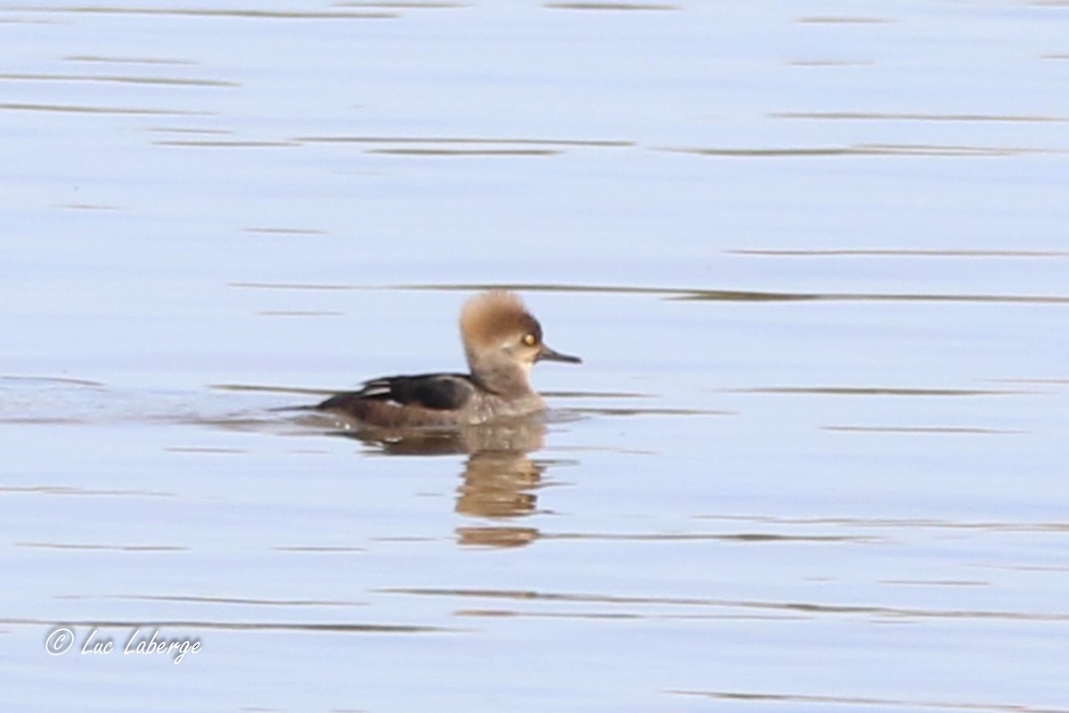 Hooded Merganser - ML617853649