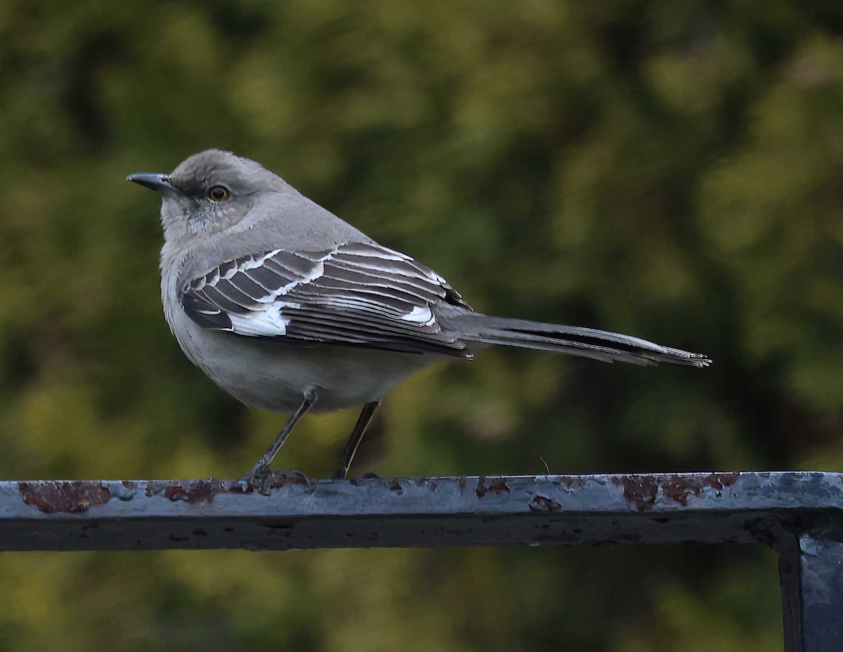 Northern Mockingbird - ML617853690