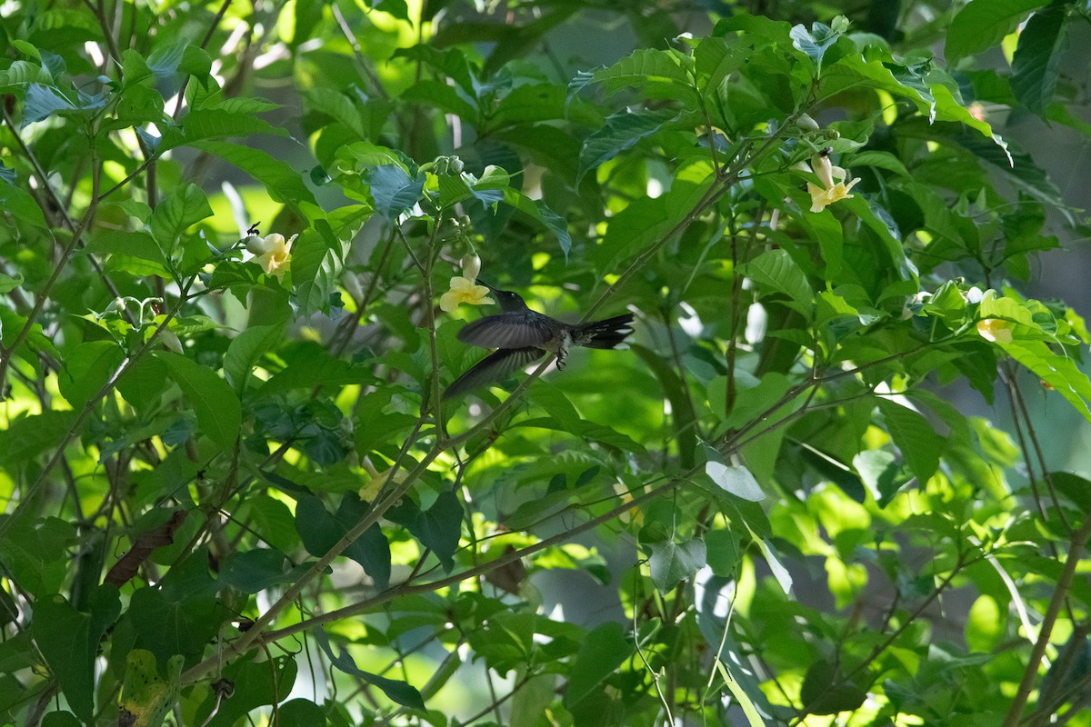 Scaly-breasted Hummingbird - ML617853706