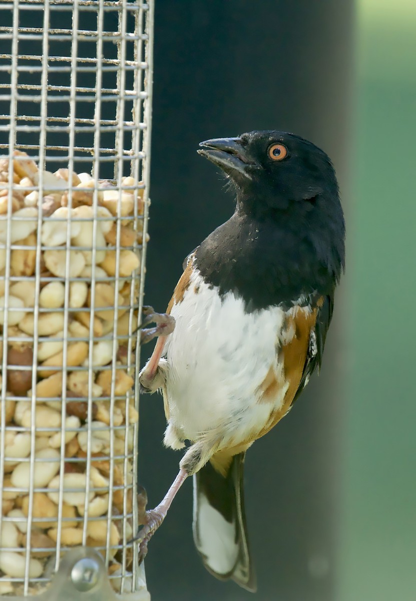 Eastern Towhee (Red-eyed) - Richard Wolfert