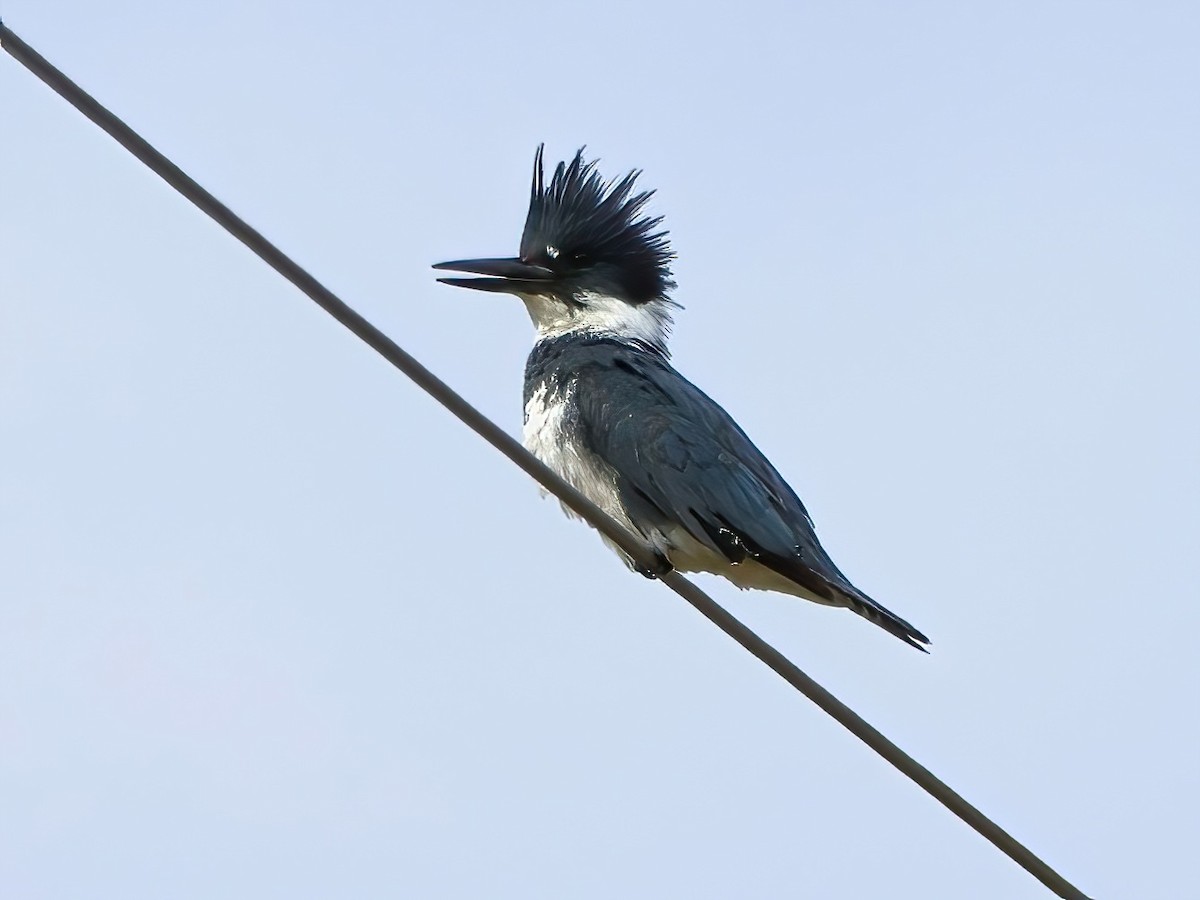 Belted Kingfisher - ML617853748