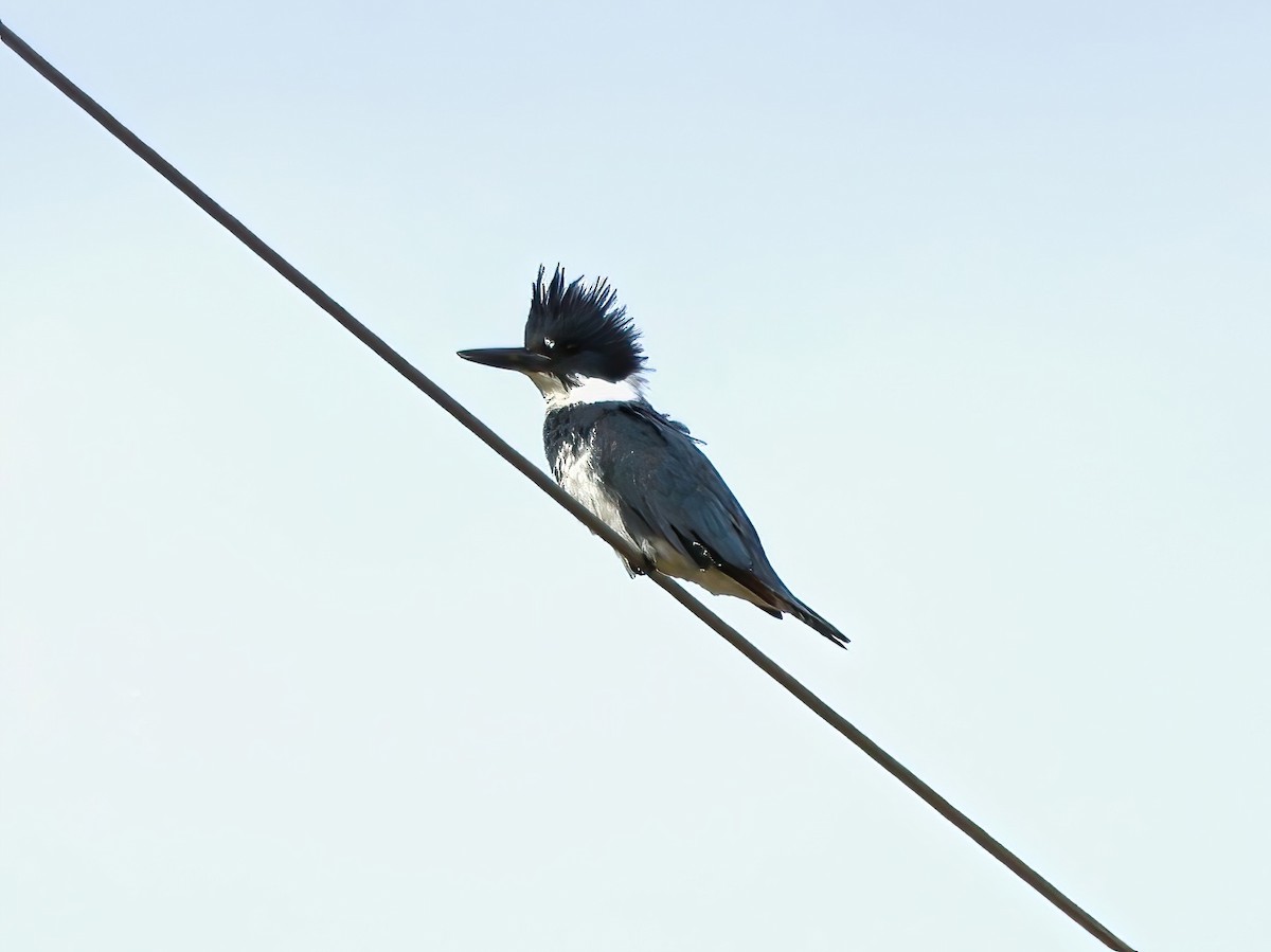 Belted Kingfisher - ML617853749