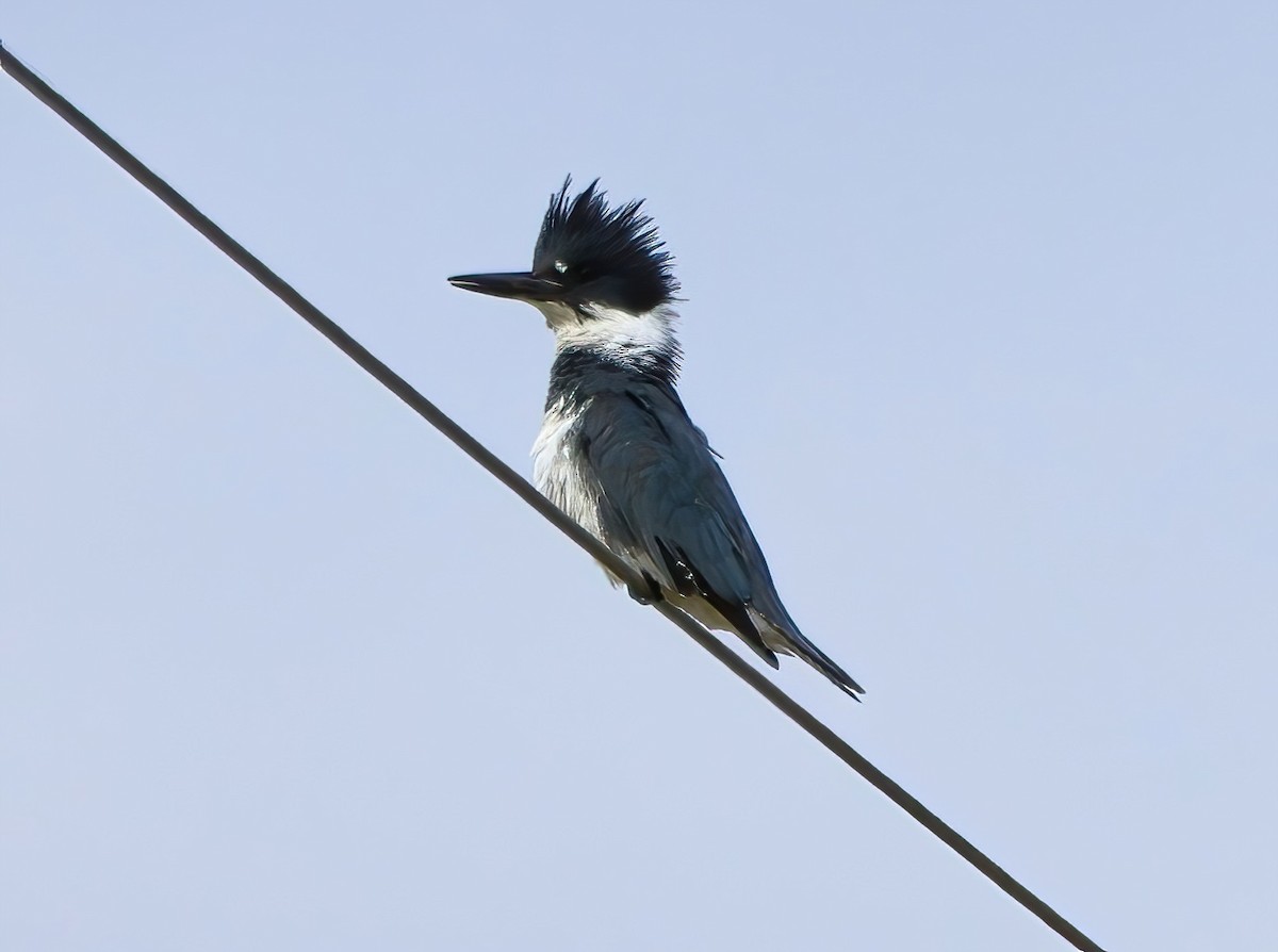 Belted Kingfisher - ML617853750