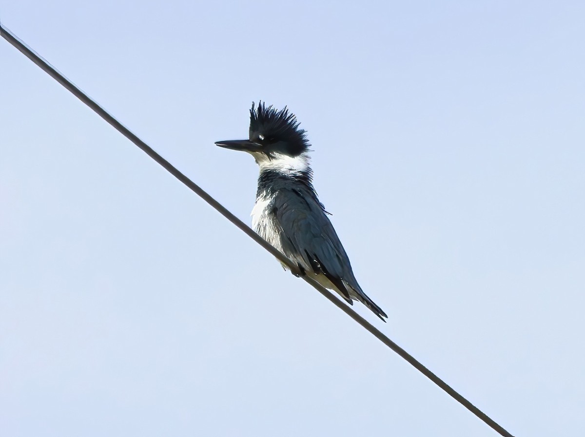 Belted Kingfisher - ML617853751